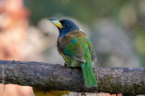 Photography Great Barbet photographed in Sattal, India