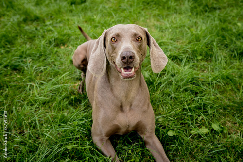 Portrait of cute weimaraner dog breed at the park.