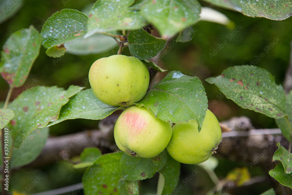 Obraz premium Pommier