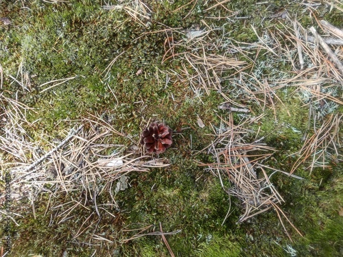 A pine cone on the forest litter.