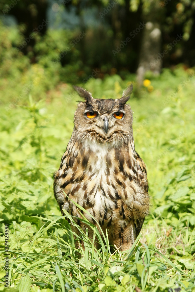 Eurasian Eagle-owl in the grass Eurasian Eagle-owl in the grass