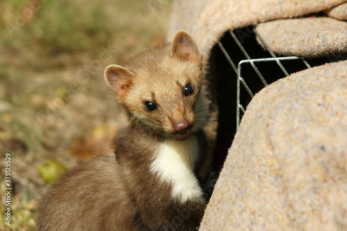 Pine marten from clouse up