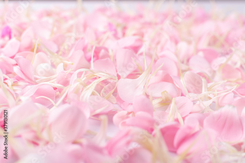 Pink Carnation Petals Texture, Dianthus or Schabaud Background