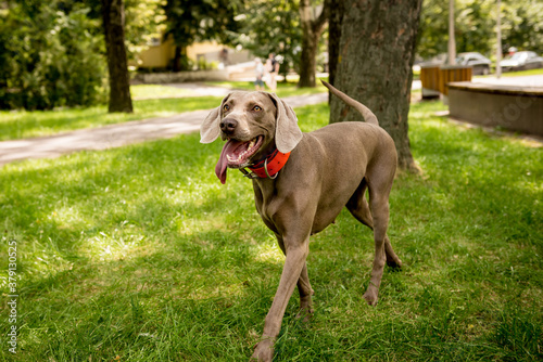 Portrait of cute weimaraner dog breed at the park.