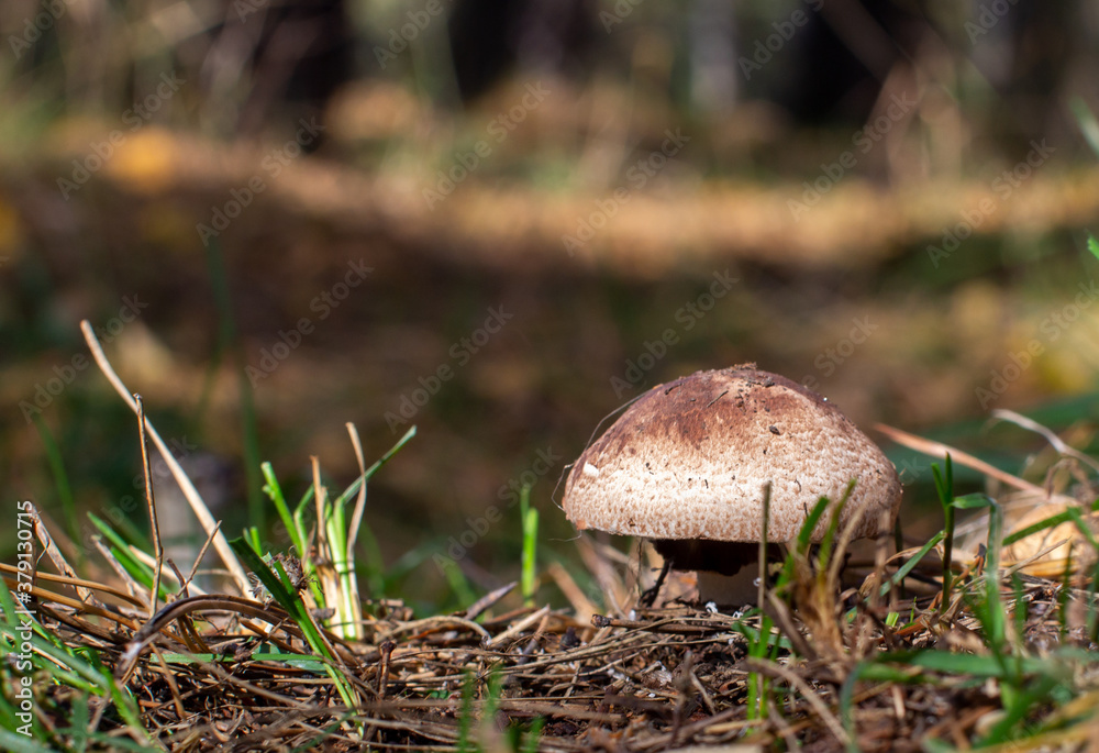 Beautiful mushroom in the forest. Mushroom picking in the forest Beautiful mushroom in the forest. Mushroom picking in the forest