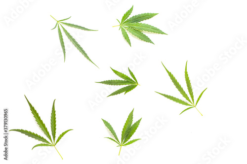 Small cannabis leaves are scattered on a white background. View from above. Photo concept.