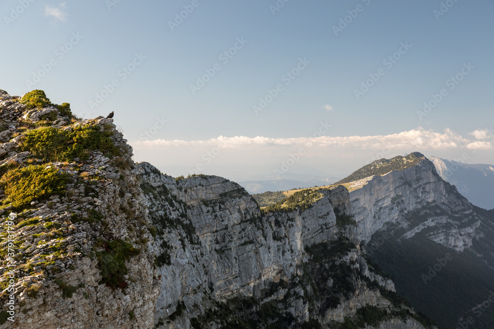 bird standing on edge of cliff in mountains