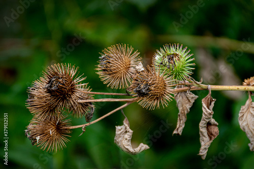 A Burr plant that was the inspiration for Velcro grows in the woods on our property in Windsor in Upstate NY