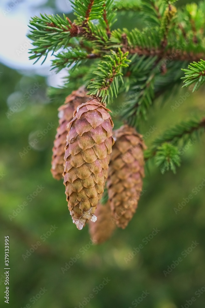 Picea abies or the Norway spruce branches with long cones with traces of leaking white resin on green blurred background Picea abies or the Norway spruce branches with long cones with traces of leaking white resin on green blurred background
