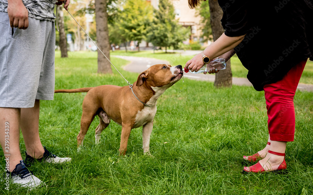 Owner trains the american staffordshire terrier at the park. Owner trains the american staffordshire terrier at the park.