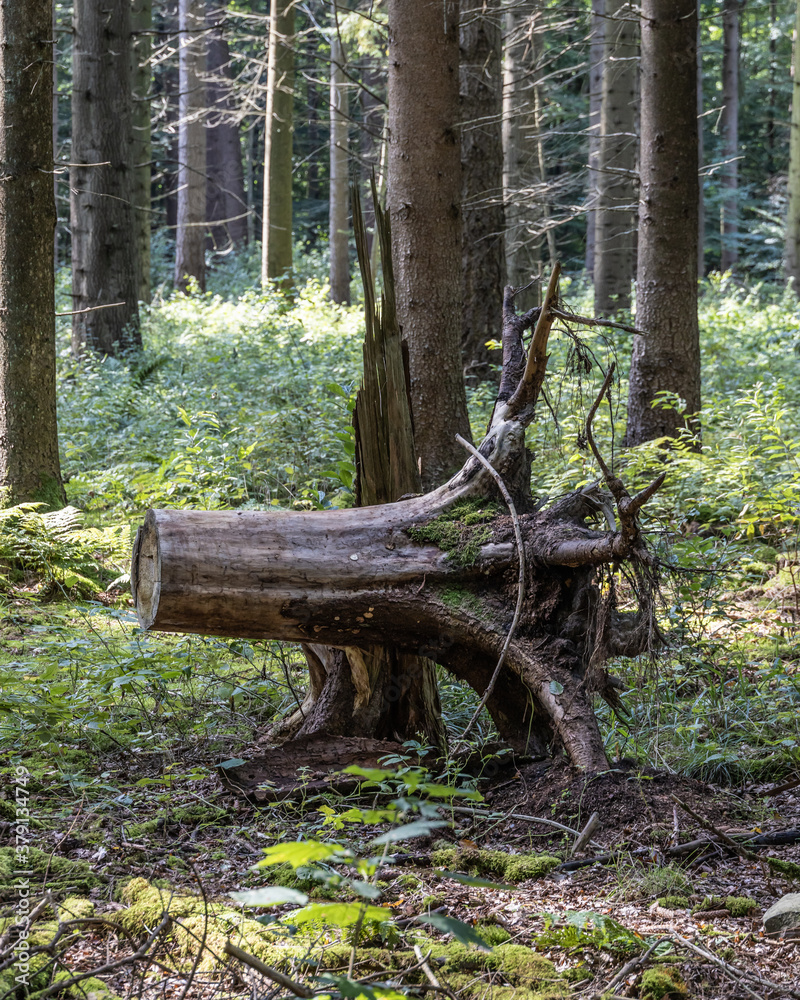 Tree trunk in the wildlife sanctuary Hahnheide Tree trunk in the wildlife sanctuary Hahnheide