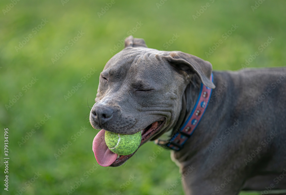 pitbull puppy has fun playing fetch with a tennis ball