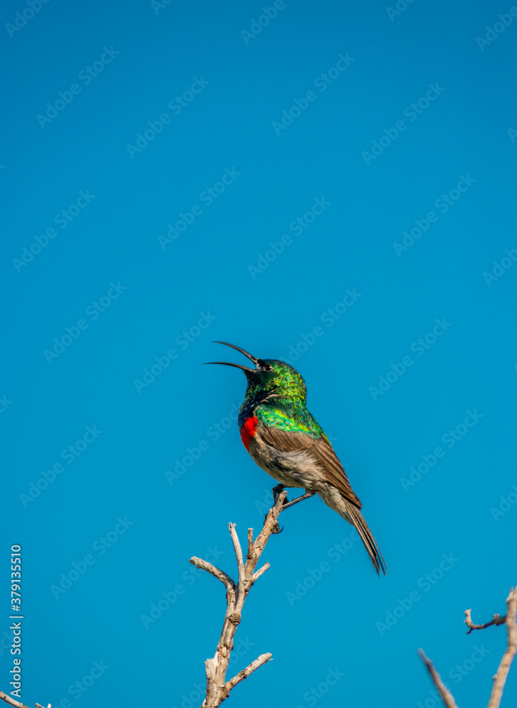 Fototapeta premium southern double-collared sunbird or lesser double-collared sunbird is a small passerine bird , string on a branch with a blue sky in the background