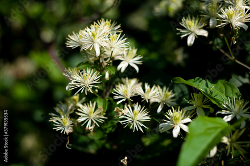 White flower of Manchurian clematis. The garden bush blooms in summer and autumn. Gardening day.
