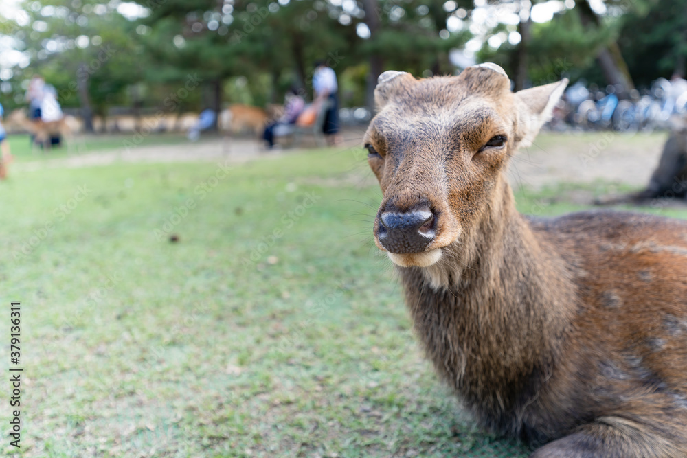 奈良公園の半目の鹿