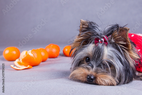 yorkshire terrier portrait with tangerines,Mandarins