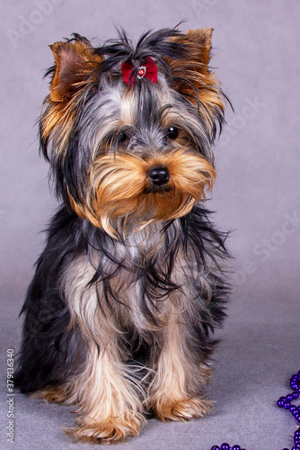 portrait of a Yorkshire Terrier in the Studio