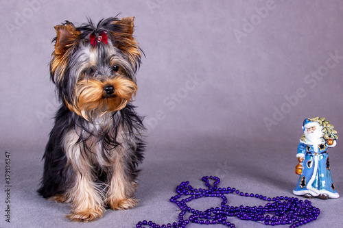 a Yorkshire Terrier puppy with a Christmas toy on the floor