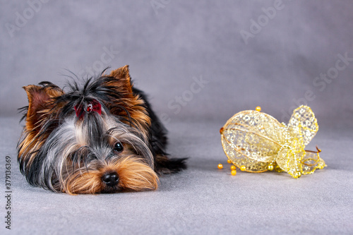 a Yorkshire Terrier puppy with a Christmas toy on the floor