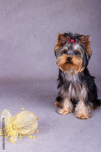 portrait of a Yorkshire Terrier in the Studio