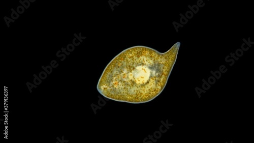 Worm Convoluta sp. under the microscope, Order Acoela. Convolutidae family, are found worldwide in marine and brackish waters, lead a benthic lifestyle. Black Sea photo