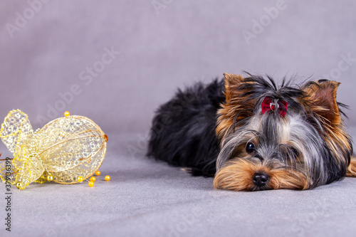 a Yorkshire Terrier puppy with a Christmas toy on the floor