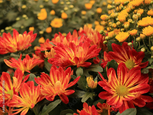 Orange and yellow chrysanthemum flowers for floral background. Floriculture collection.