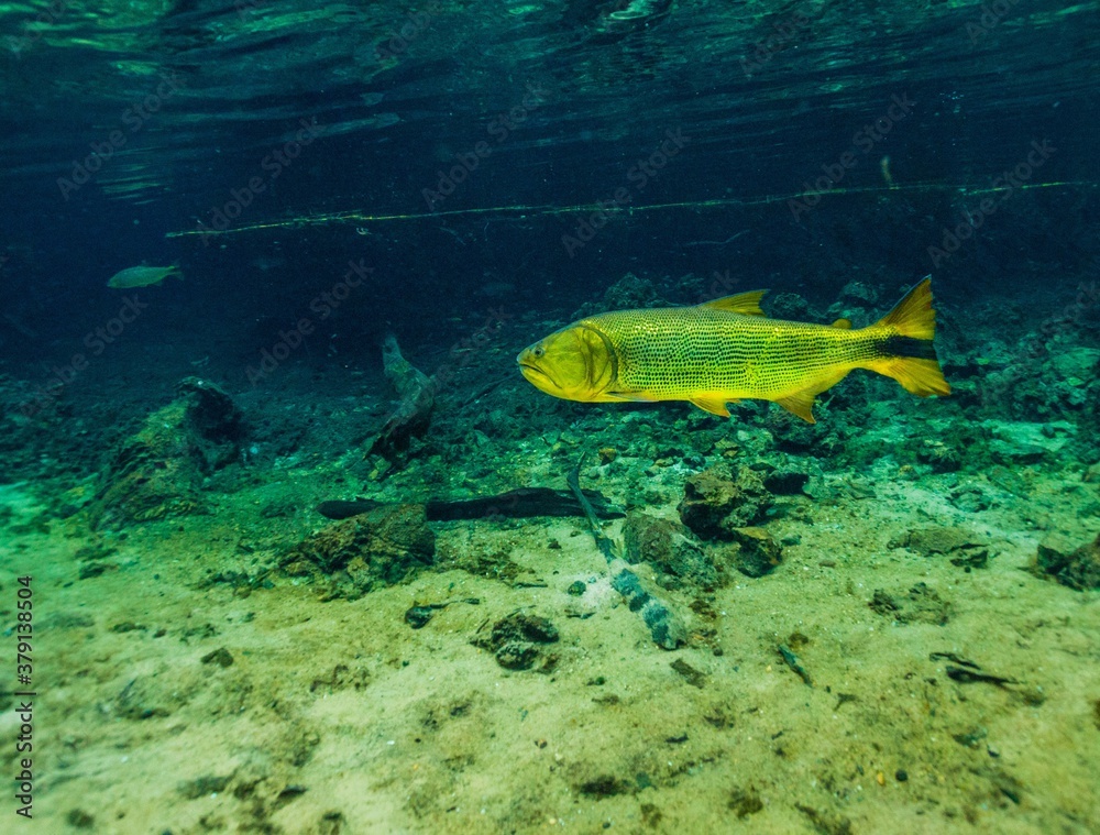 Fototapeta premium fish in aquarium
