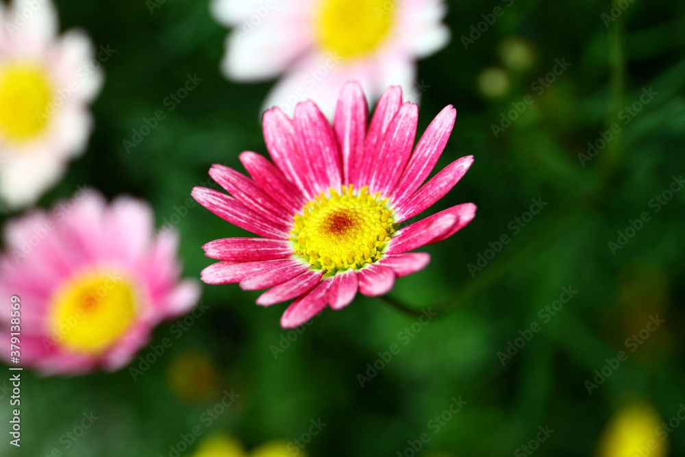 Daisy flowers Daisy flowers