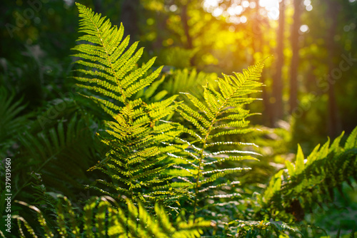 Natural green fern in the forest at sunrise. Warm sunlight. Selective focus. Blurred background