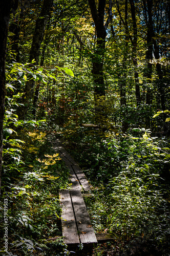 path in the forest Baker Peak VT 9.19.20