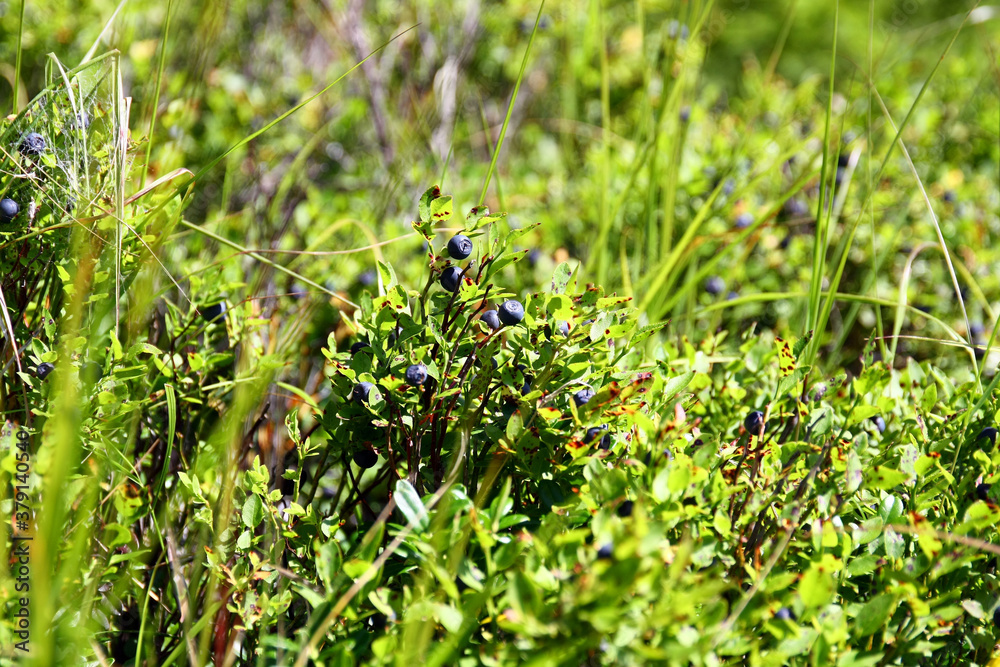 Fototapeta premium Blueberry bushes