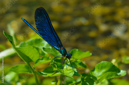 Blue dragonfly on a green leaf