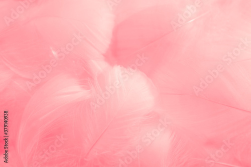 Beautiful abstract gray and pink feathers on white background   white feather frame texture on pink pattern and pink background