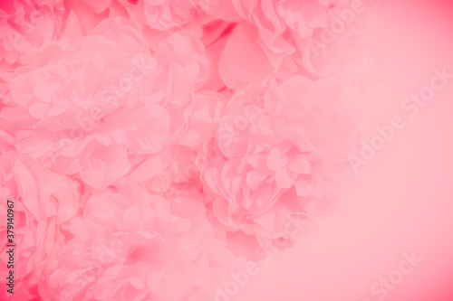 Beautiful abstract color orange pink flowers on white background, white flower frame, pink leaves texture, pink background