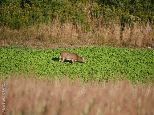 White Tail Deer