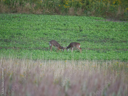 White Tail Deer