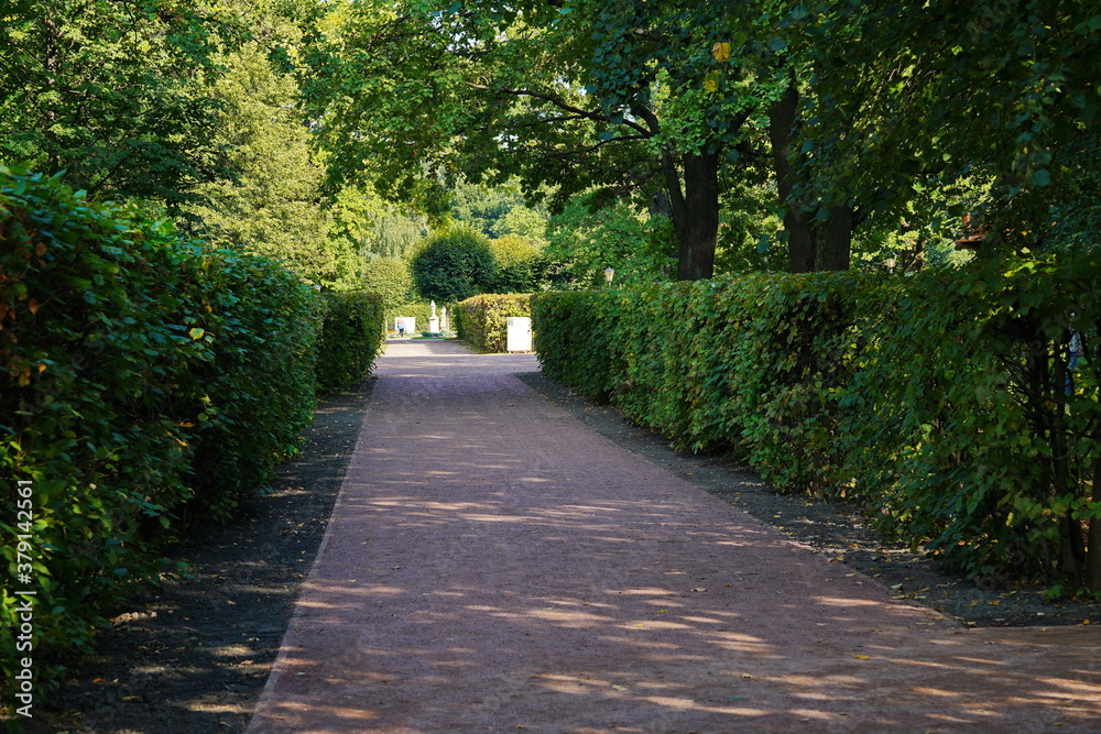 Alley with trees in the city park in summer.