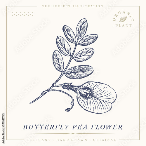 Butterfly pea flower botanical vintage retro illustration