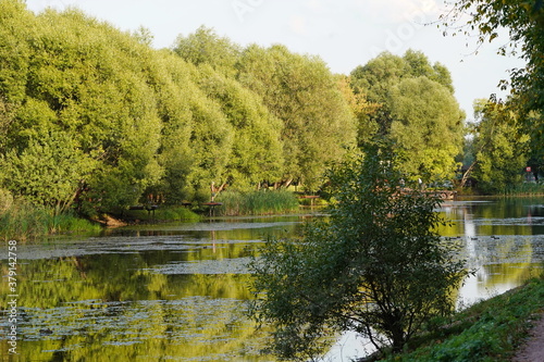 Sunny summer day at the city pond.