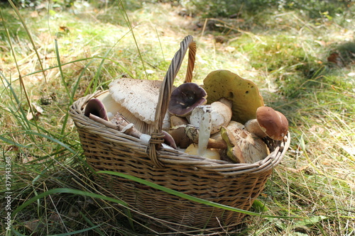 a full basket with edible mushrooms like cepe in sunlight on a meadow in forest