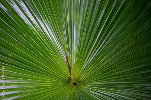 Green palm leaves reflecting the sunlight