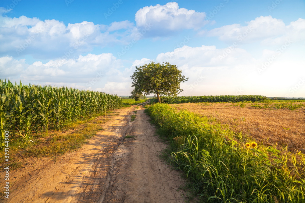 Summer landscape in Serbia, Europe