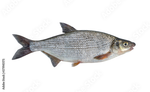 Vimba Bream. Fresh alive vimba fish isolated on white background