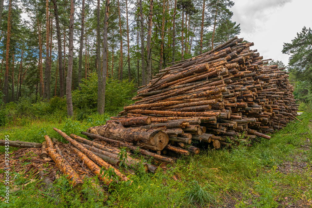 Deforestation concept. Stumps, logs and branches of tree after cutting down forest