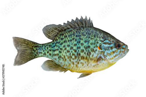 Pumpkinseed fish. Fresh alive freshwater sunfish isolated on white background