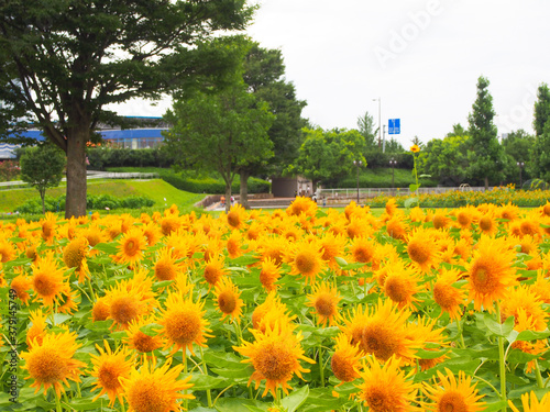 愛知県一宮市のひまわりが咲き乱れる公園 photo