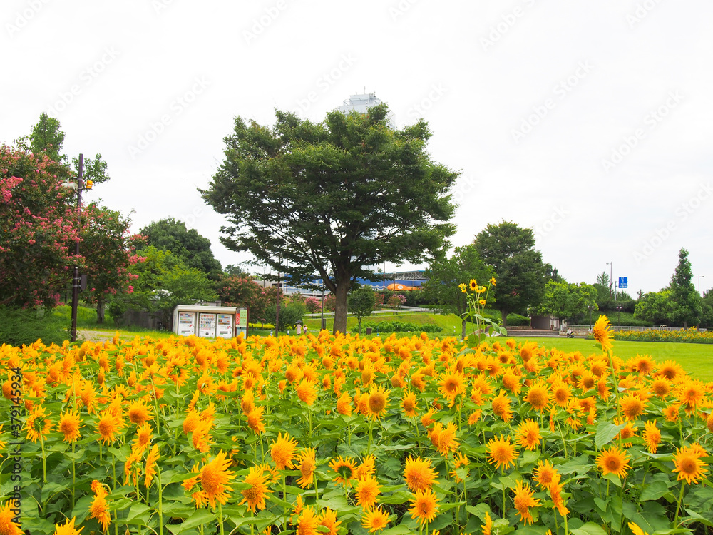 愛知県一宮市のひまわりが咲き乱れる公園