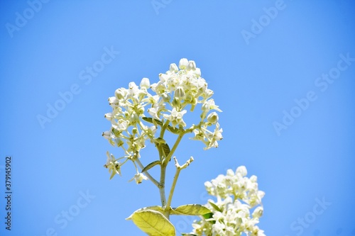 Bunch of white flowers