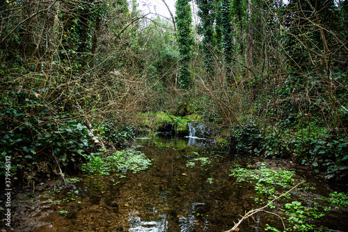 Agua mansa de rio con maleza seca y arboles llenos de enredaderas photo